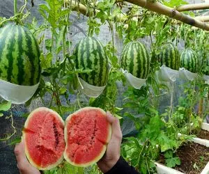 کشاورزی بدیع؛ پرورش هندوانه شیرین با استفاده از یک روش آسان در خانه