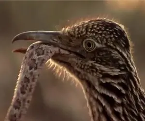 مستند حیات وحش / پیروزی غریزه رودرانر در ضیافت مرگ بر سم افعی زنگی