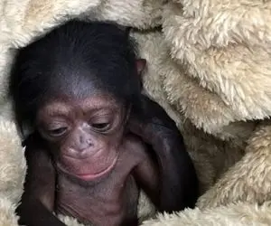 آن روی طبیعت وحشی؛ شامپانزه‌ای که نوزادش مرده اما جسدش رو نگه داشته پیش خودش