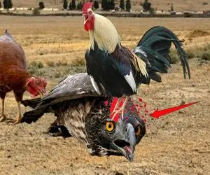 جذابیت حیات وحش؛ خروس ناموس پرست بعد تعرض شاهین هیز به حرمسراش چشاشو درآورد