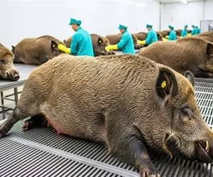 فراوری خوک؛ تحول صنعت کشتار خوک در دنیای پنهان پرورش خوک چین و آمریکا