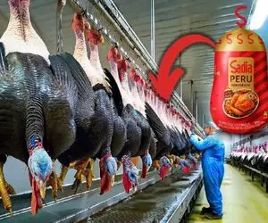 فرآوری بوقلمون؛ بوقلمون در محیط کنترل شده با درجه حرارت بالا پروار و تو فر گریل میشه