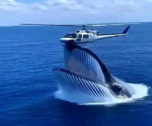 معماری طبیعت؛ نهنگ سرشو از آب درآوورد با هلی کوپتر بسکتبال بازی کرد