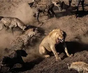 مستند حیات وحش؛ تقلای کفتارها برای نجات برادرشان از چنگال شیر شریر