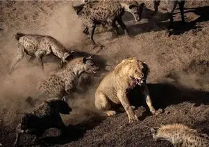 مستند حیات وحش؛ تقلای کفتارها برای نجات برادرشان از چنگال شیر شریر