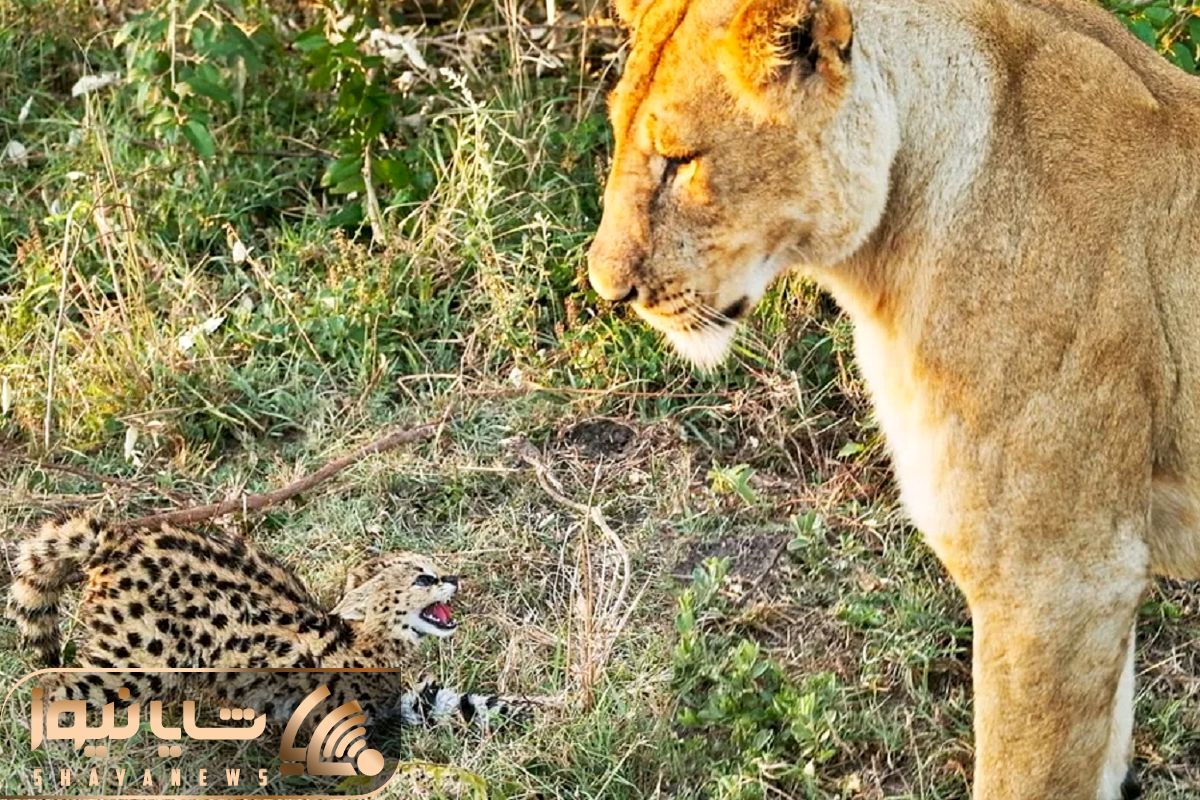 Lone Serval Kitten Tries to Fight off Lion