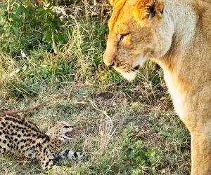 از جذابیت های حیات وحش؛ شاخ و شونه بچه گربه کارساز نشد و شد شام خانوم شیر ها