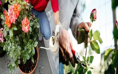راز پرورش گل رز با یک شاخه و یک لیوان/ تجربه‌ ای لذتبخش بدون باغچه و ابزار خاص