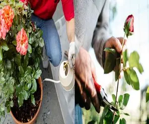 راز پرورش گل رز با یک شاخه و یک لیوان/ تجربه‌ ای لذتبخش بدون باغچه و ابزار خاص