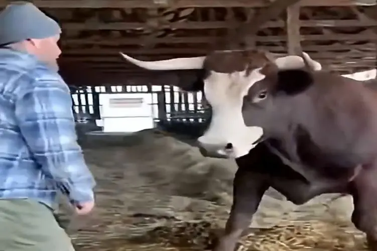 معماری طبیعت؛ گاو ردی نیت شومش رو تا لحظه ی آخر که صاحبش کله پا شه پیگیری کرد