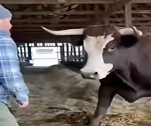 معماری طبیعت؛ گاو ردی نیت شومش رو تا لحظه ی آخر که صاحبش کله پا شه پیگیری کرد