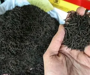 (کاریکاتور) به به، عجب چای خوش عطر و خوش فسادی!