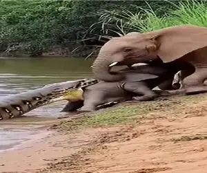 مستند حیات وحش؛ کشمکش مذبوحانه پیتون و فیل برای تخ کردن بچه فیل