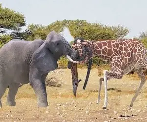 حیوانات غول پیکر؛ فیل ددمنش خرطومشو میپیچه دور گردن زرافه میشکنه تا با خونش دوش بگیره