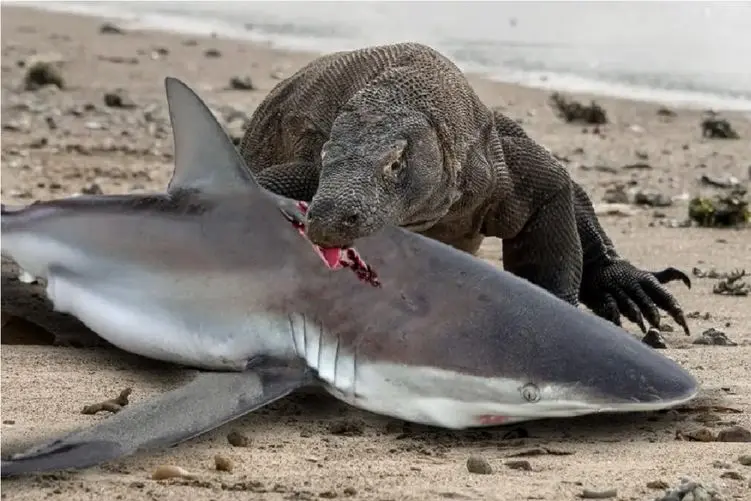 بلع حیات وحش/ کومودو مغز کوسه رو مثل آدامش انداخت تو دهنش و جوید