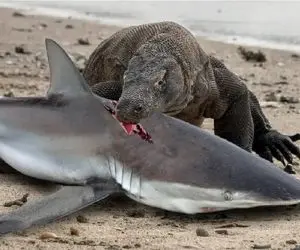 بلع حیات وحش/ کومودو مغز کوسه رو مثل آدامش انداخت تو دهنش و جوید