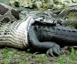 صحنه دهشتناک؛ پیتون غول تمساح کریه رو بلعید اونم از درون شکمشو پاره کرد خزید بیرون