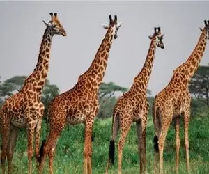 دیدنی های حیات وحش؛ زرافه برای آب خوردن باید 180 باز کنه