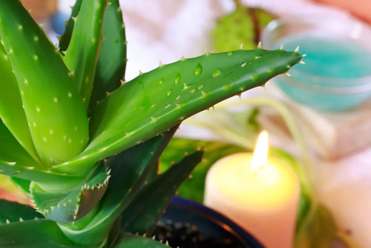 aloe-vera
