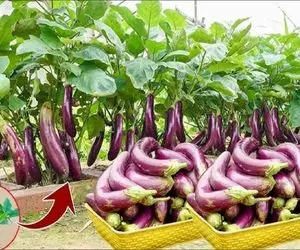 کشاورزی بدیع؛ بادمجون و آلوئه ورا با خمیردندون پیوند زد هر دوتاش رو یه درختچه رشد کرد