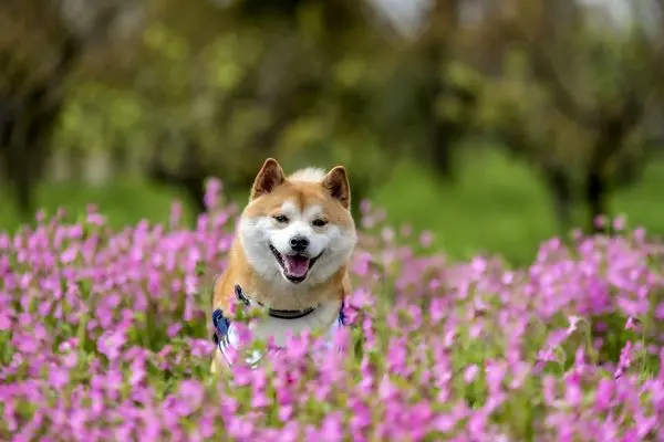 SHIBAINU