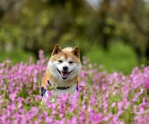 دگرگونی عجیب از شیبا اینو!!