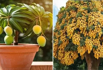 کاشت و برداشت انبه در خانه؛ هسته رو میکاری تو گلدون درخچه انبه در میاد زرد و بزرگ