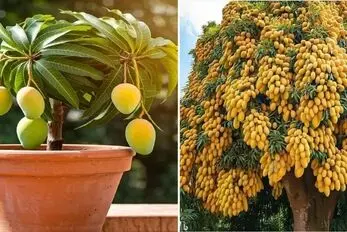 کاشت و برداشت انبه در خانه؛ هسته رو میکاری تو گلدون درخچه انبه در میاد زرد و بزرگ