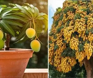 کاشت و برداشت انبه در خانه؛ هسته رو میکاری تو گلدون درخچه انبه در میاد زرد و بزرگ