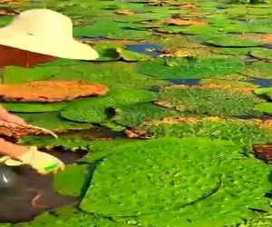 کشاورزی نوین؛ چینیا رفتن تو لجن و کثافت مرداب هم میوه پیدا کردن اونم چی چندقلو