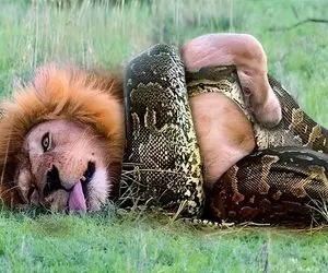 بدایع حیات وحش؛ شیر برای نجات خرس از چنگال پیتون حلق آویز شد