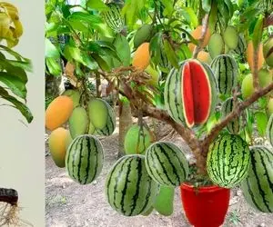 کشاورزی نوین؛ هندوانه و انبه رو با هم پیوند زدن حالا از درختش هر دو آویزون