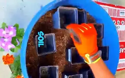 باغداری نوین؛ حرفه ای ترین روش تعویض گلدون کوچک گیاه با بزرگ اینه بدون آسیب ریشه