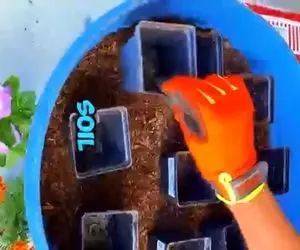 باغداری نوین؛ حرفه ای ترین روش تعویض گلدون کوچک گیاه با بزرگ اینه بدون آسیب ریشه