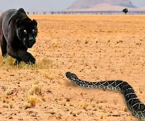 جذابیت حیات وحش / حملات جسورانه مارها به دیگر حیوانات میبلعد تا بلعیده نشود