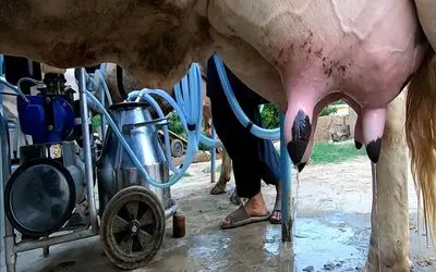 گاوهای باورنکردنی/ دستگاه شیردوش و وصل کردن به گاو از این ور میخوره اونور شیر میشه