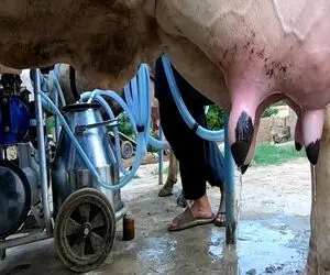 گاوهای باورنکردنی/ دستگاه شیردوش و وصل کردن به گاو از این ور میخوره اونور شیر میشه