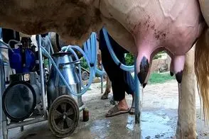 گاوهای باورنکردنی/ دستگاه شیردوش و وصل کردن به گاو از این ور میخوره اونور شیر میشه