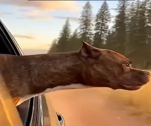 معماری طبیعت؛ سگ جوگیر شد تو ماشین بود بیرون شیر دید خودشو پرت کرد بره بجنگه ولی...