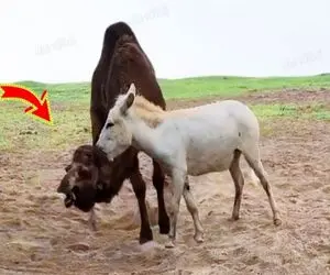 مستند حیات وحش /  نبرد سهمگین الاغ احمق با شتر عصبانی