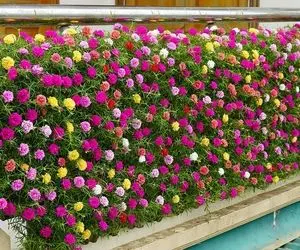 ایده های خلاقانه؛ دلت باغچه میخواد ولی حیاط نداری رو نرده تراس یه پر گلشو بساز