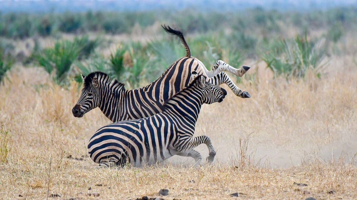 zebra-Fighting-14-of-15-edited