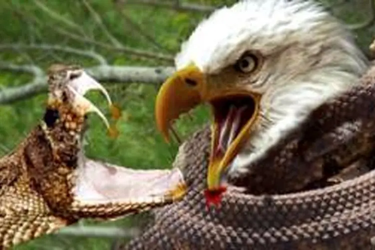 قلمرو حیوانات؛ جنگ مار و عقاب برای تخم