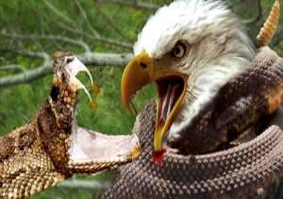 قلمرو حیوانات؛ جنگ مار و عقاب برای تخم