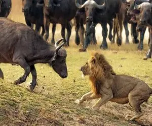 بدایع حیات وحش؛ وقتی بوفالو مقابل شیر دد می ایستد تا جان همنوعانش را نجات دهد