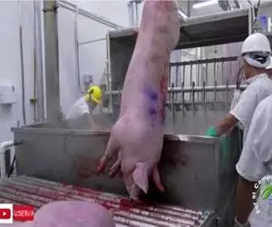 فرآوری خوک؛ سوددهی بالا اما غیر اخلاقی و ناروا در مزارع پرورش خوک