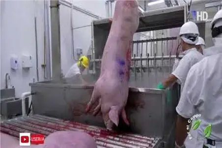 فرآوری خوک؛ سوددهی بالا اما غیر اخلاقی و ناروا در مزارع پرورش خوک