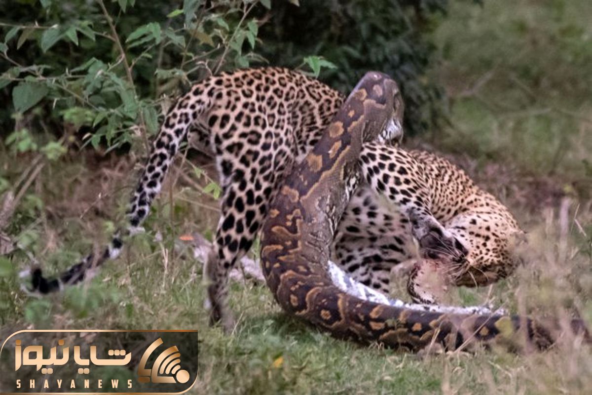 Python tried to eat a leopard shayanews