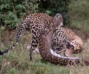 از جذابیت های حیات وحش؛ عاقبت پیتون عظیم الجثه که ماده پلنگ را برای ناهار می خواست!