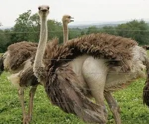 فرآوری شتر مرغ؛ اگه بدونی چه بلاهایی سر شتر مرغ بیچاره میارن شب خوابت نمیبره!